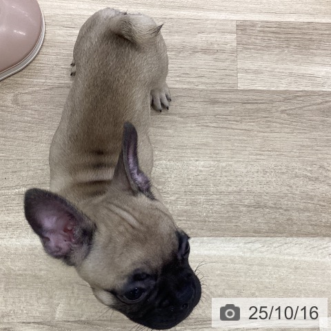 フレンチ・ブルドッグの写真