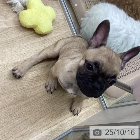 フレンチ・ブルドッグの写真