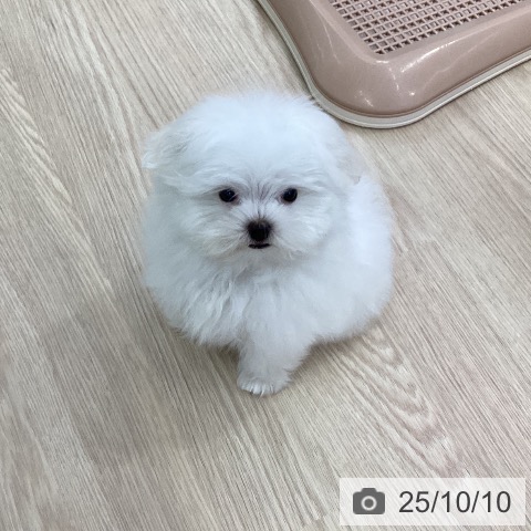 マルチーズの写真