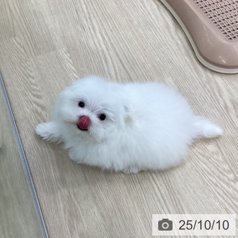 マルチーズの写真