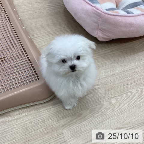 マルチーズの写真