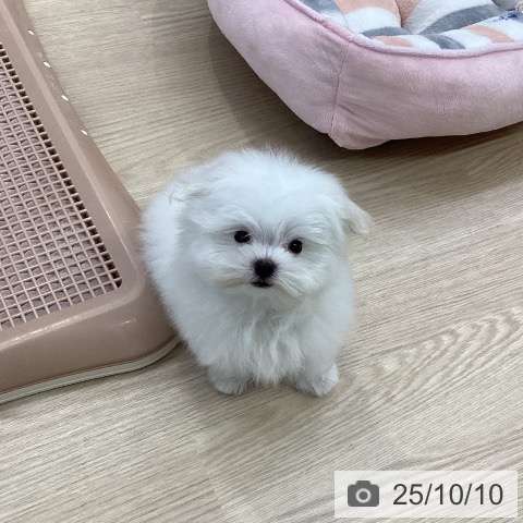 マルチーズの写真