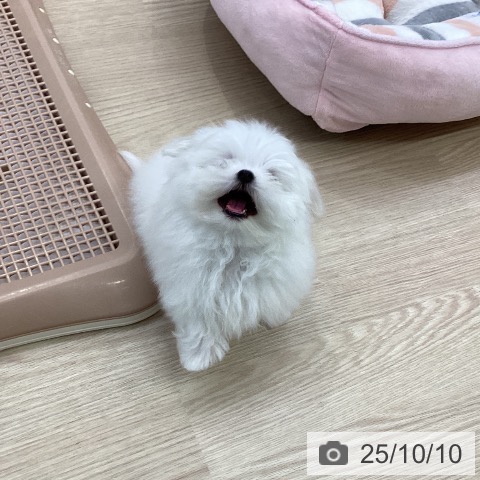 マルチーズの写真