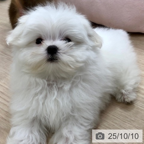 マルチーズの写真