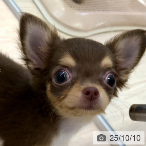 チワワの写真