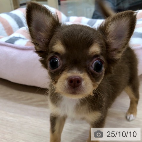 チワワの写真