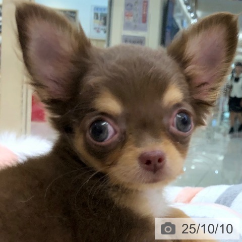 チワワの写真