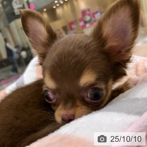 チワワの写真