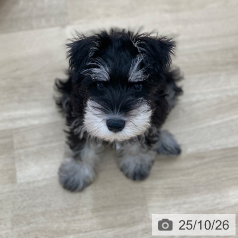 ミニチュア・シュナウザーの写真