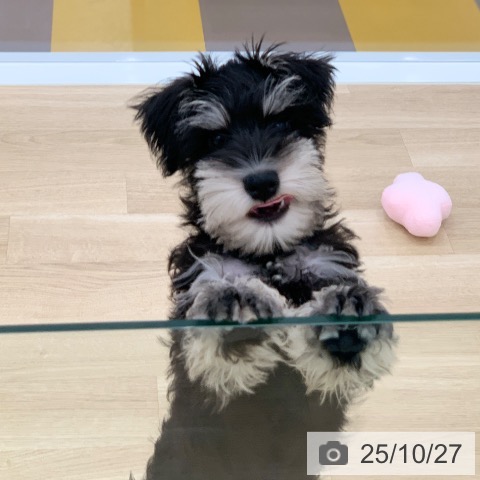 ミニチュア・シュナウザーの写真