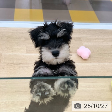 ミニチュア・シュナウザーの写真