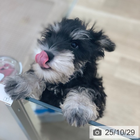 ミニチュア・シュナウザーの写真