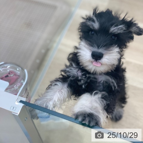 ミニチュア・シュナウザーの写真