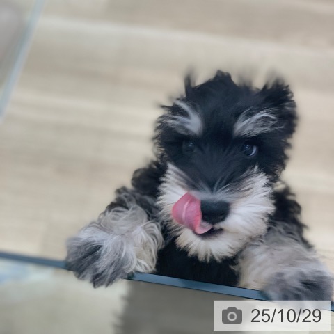 ミニチュア・シュナウザーの写真