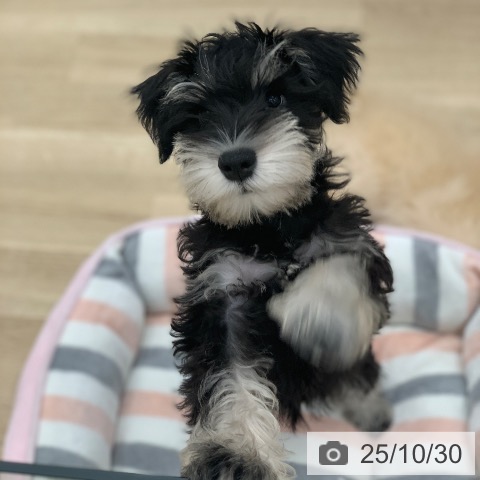 ミニチュア・シュナウザーの写真