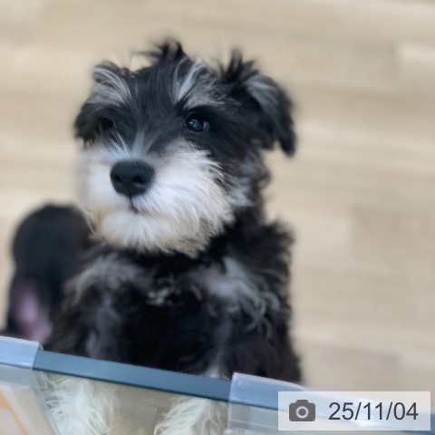 ミニチュア・シュナウザーの写真