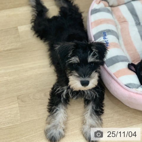 ミニチュア・シュナウザーの写真