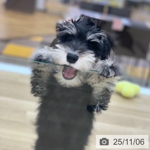 ミニチュア・シュナウザーの写真