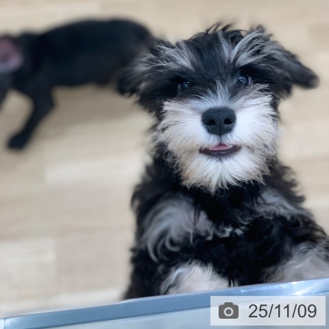 ミニチュア・シュナウザーの写真