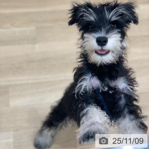 ミニチュア・シュナウザーの写真