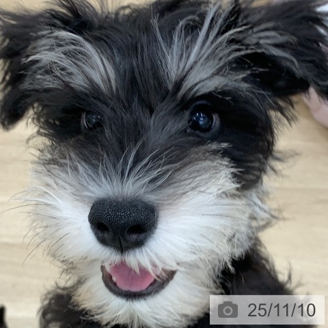 ミニチュア・シュナウザーの写真