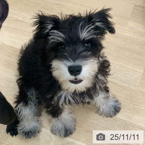 ミニチュア・シュナウザーの写真