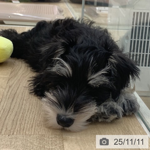 ミニチュア・シュナウザーの写真