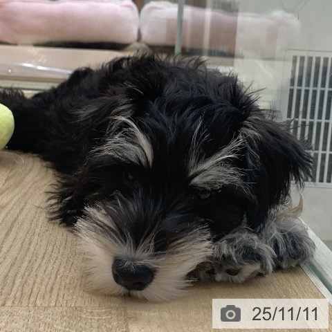 ミニチュア・シュナウザーの写真