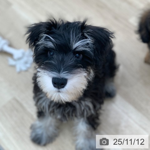 ミニチュア・シュナウザーの写真