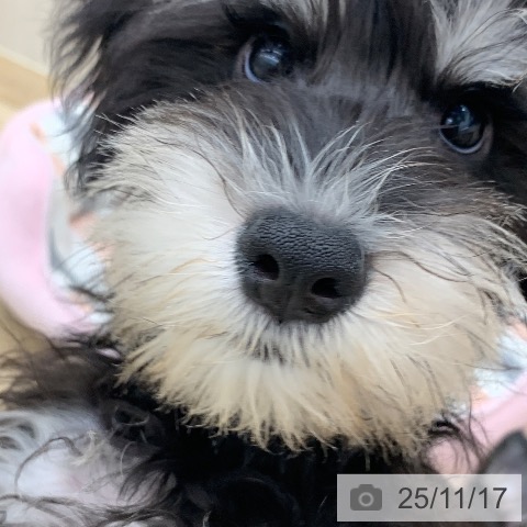 ミニチュア・シュナウザーの写真