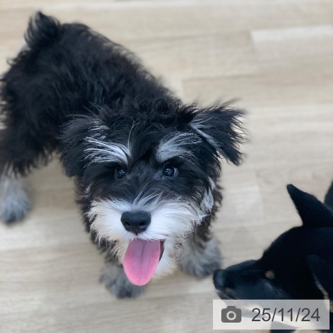 ミニチュア・シュナウザーの写真