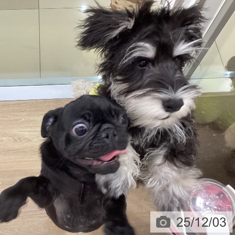 ミニチュア・シュナウザーの写真