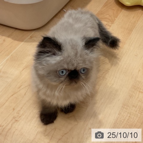 ヒマラヤンの写真