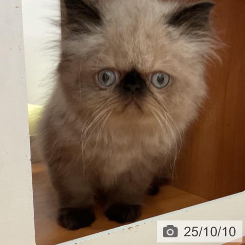 ヒマラヤンの写真