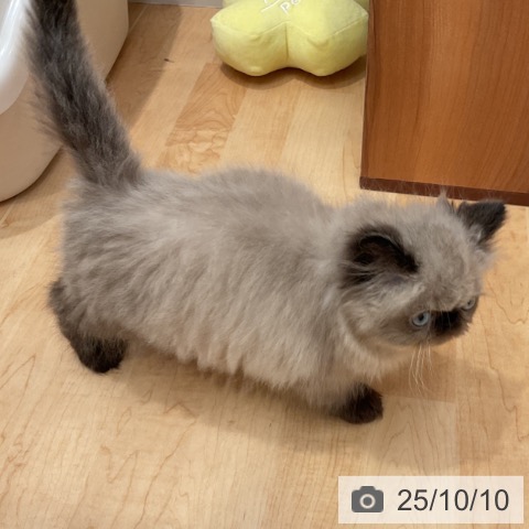 ヒマラヤンの写真