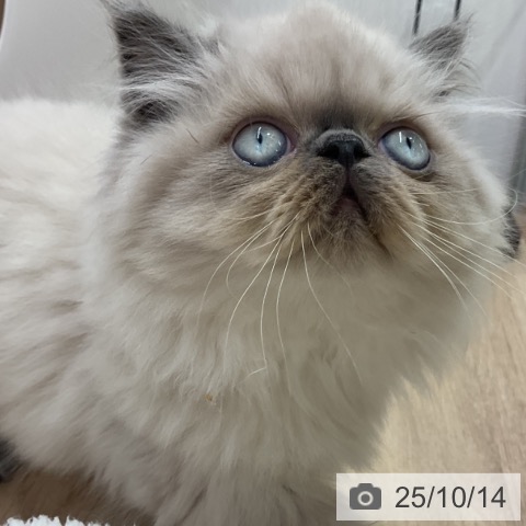 愛知県のヒマラヤン (ペットプラス 東浦店/2025年7月31日生まれ/男の子/ブルーポイント)の子猫の3枚目の画像