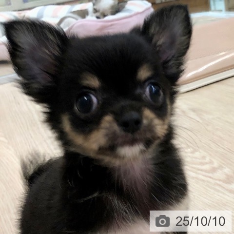 チワワの写真