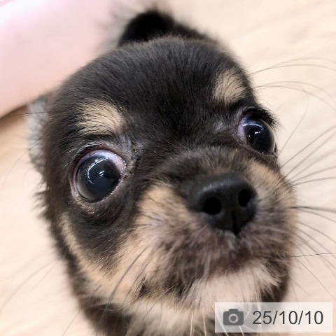 チワワの写真