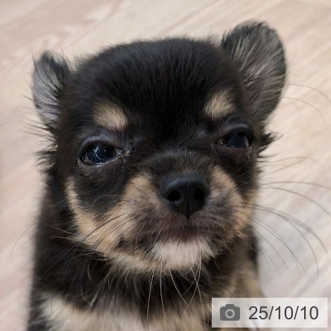 チワワの写真