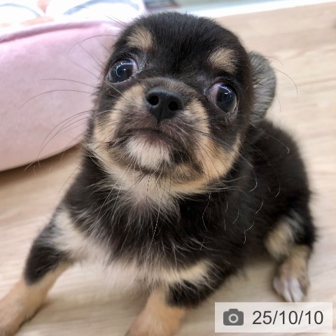 チワワの写真