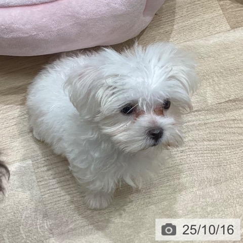 マルチーズの写真