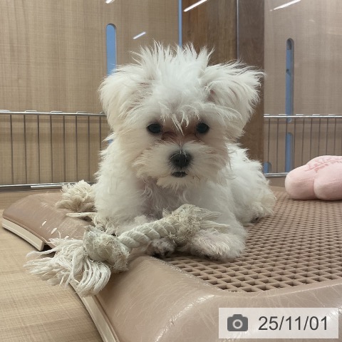 マルチーズの写真