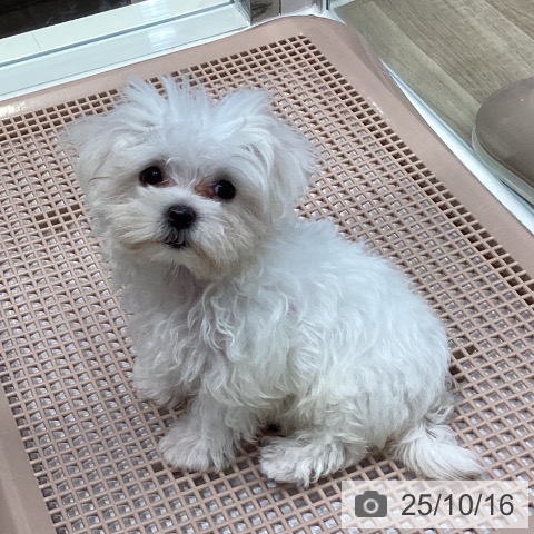 マルチーズの写真