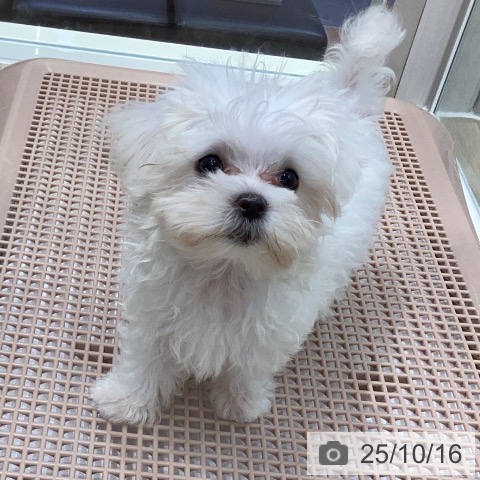 マルチーズの写真