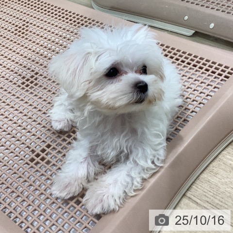 マルチーズの写真