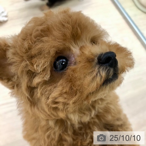 トイ・プードルの写真