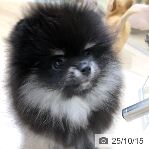 ポメラニアンの写真