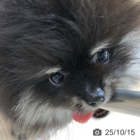 ポメラニアンの写真