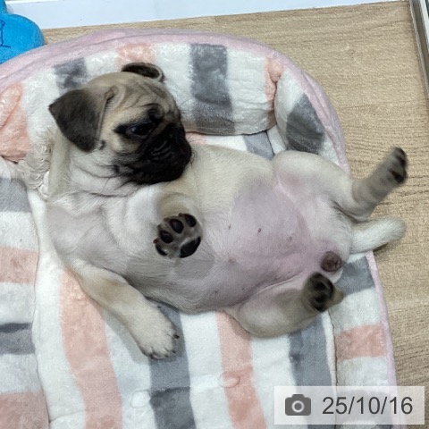 パグの写真