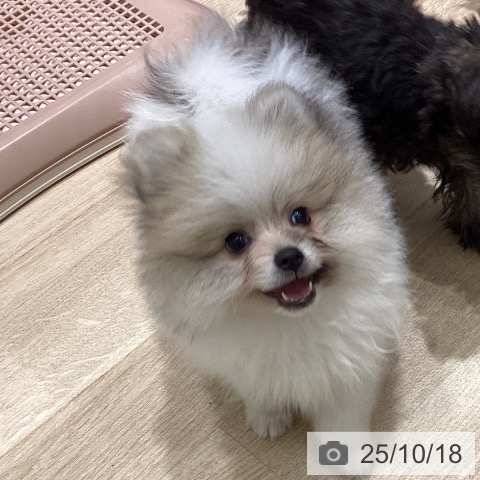 ポメラニアンの写真